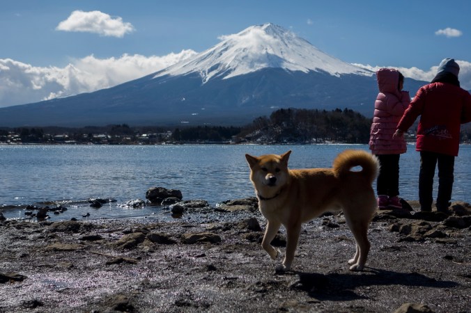 Un adorable Shiba qui pose.