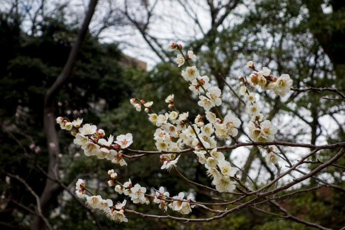 Korakuen_13a