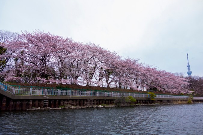 Cerisiers et Skytree, à Sumida