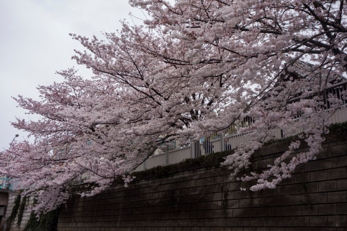 Sakura_21a