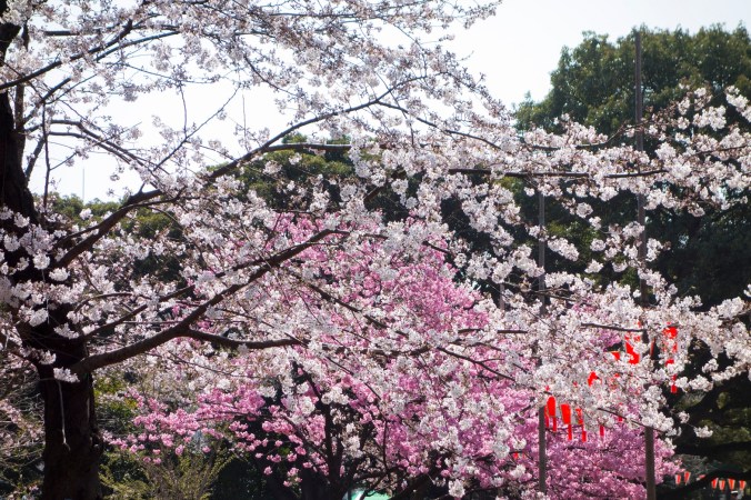 UenoSakura_15a