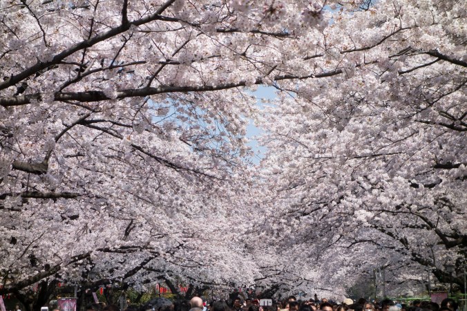 UenoSakura_21a