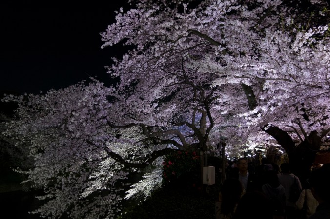 SakuraNight_29a